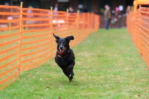 hunderennen 20 10 24