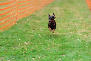 hunderennen 20 10 24