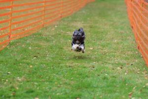 hunderennen 20 10 24