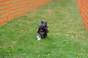 hunderennen 20 10 24