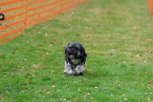 hunderennen 20 10 24