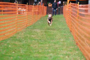 hunderennen 20 10 24