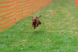 hunderennen 20 10 24