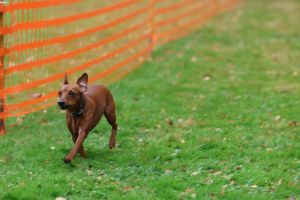 hunderennen 20 10 24