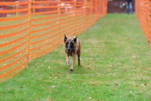 hunderennen 20 10 24