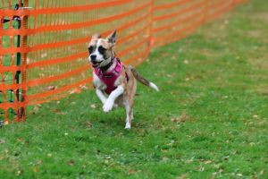 hunderennen 20 10 24