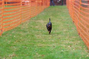 hunderennen 20 10 24