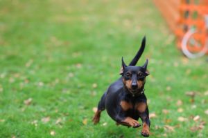 hunderennen 20 10 24