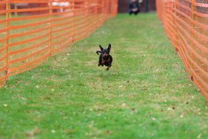 hunderennen 20 10 24
