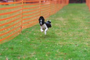 hunderennen 20 10 24