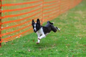 hunderennen 20 10 24