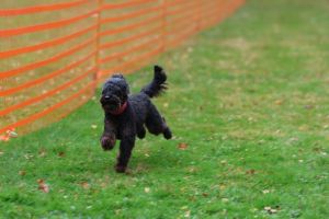 hunderennen 20 10 24