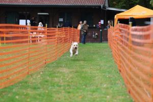 hunderennen 20 10 24
