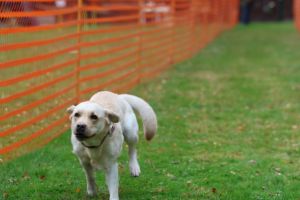 hunderennen 20 10 24