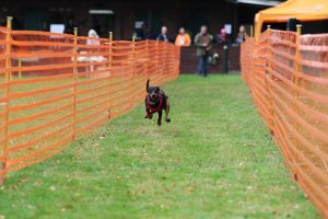 hunderennen 20 10 24