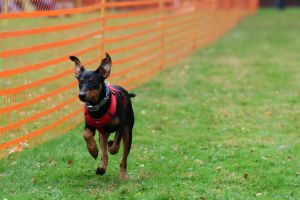 hunderennen 20 10 24