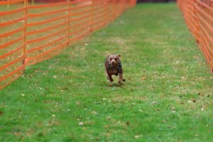 hunderennen 20 10 24