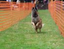 hunderennen 20 10 24