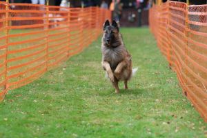 hunderennen 20 10 24