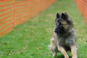 hunderennen 20 10 24