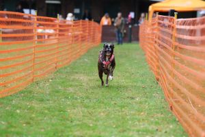hunderennen 20 10 24