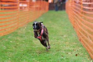 hunderennen 20 10 24