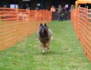 hunderennen 20 10 24