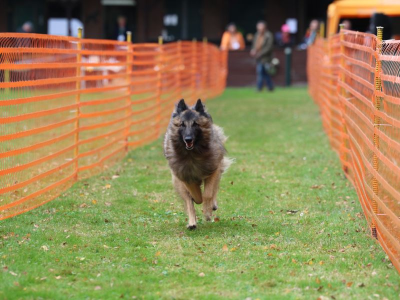 hunderennen 20 10 24