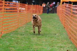 hunderennen 20 10 24