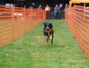hunderennen 20 10 24