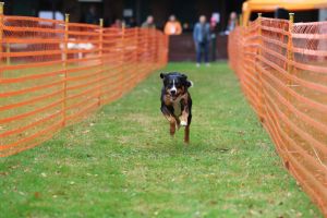 hunderennen 20 10 24