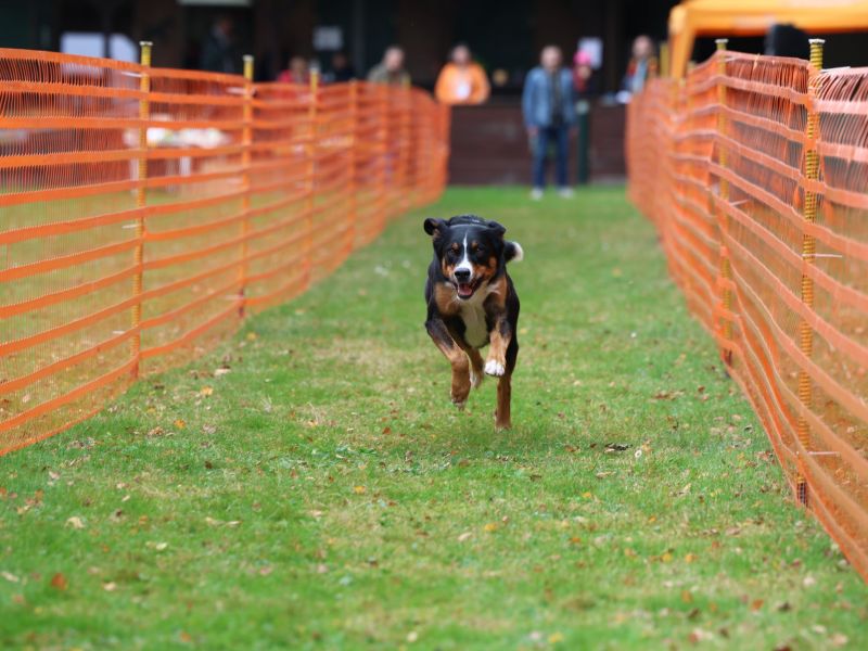 hunderennen 20 10 24