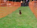 hunderennen 20 10 24