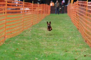hunderennen 20 10 24