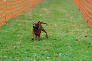 hunderennen 20 10 24