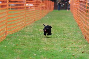 hunderennen 20 10 24