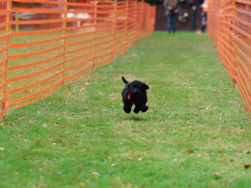hunderennen 20 10 24