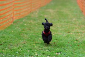 hunderennen 20 10 24