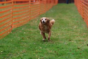 hunderennen 20 10 24