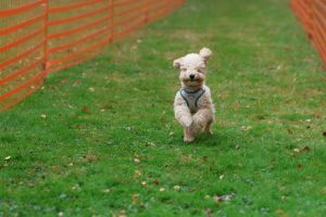 hunderennen 20 10 24