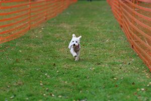 hunderennen 20 10 24