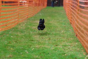 hunderennen 20 10 24