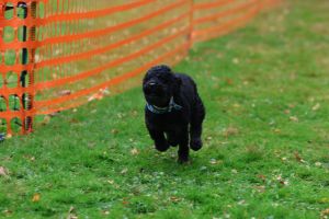 hunderennen 20 10 24