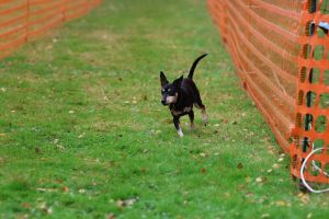 hunderennen 20 10 24