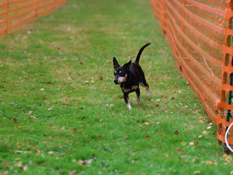 hunderennen 20 10 24