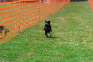 hunderennen 20 10 24