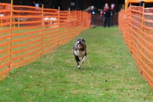 hunderennen 20 10 24