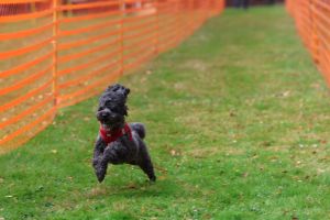 hunderennen 20 10 24