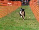 hunderennen 20 10 24