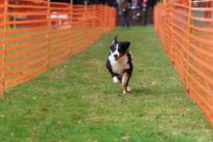 hunderennen 20 10 24